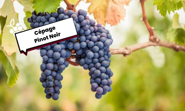 Le cépage du Pinot Noir : Tout ce qu’il faut savoir