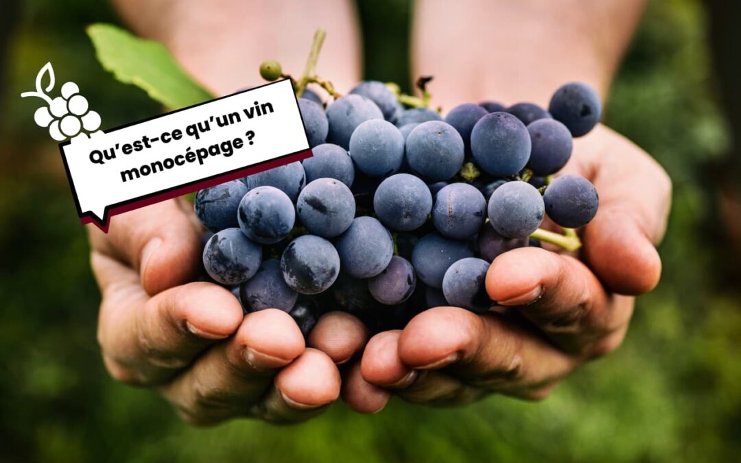 Qu’est-ce qu’un vin monocépage ?