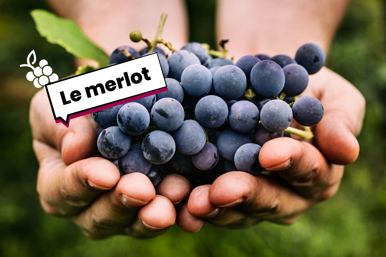 Le cépage Merlot